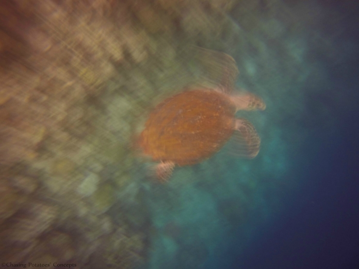 Hale Manna - Turtle