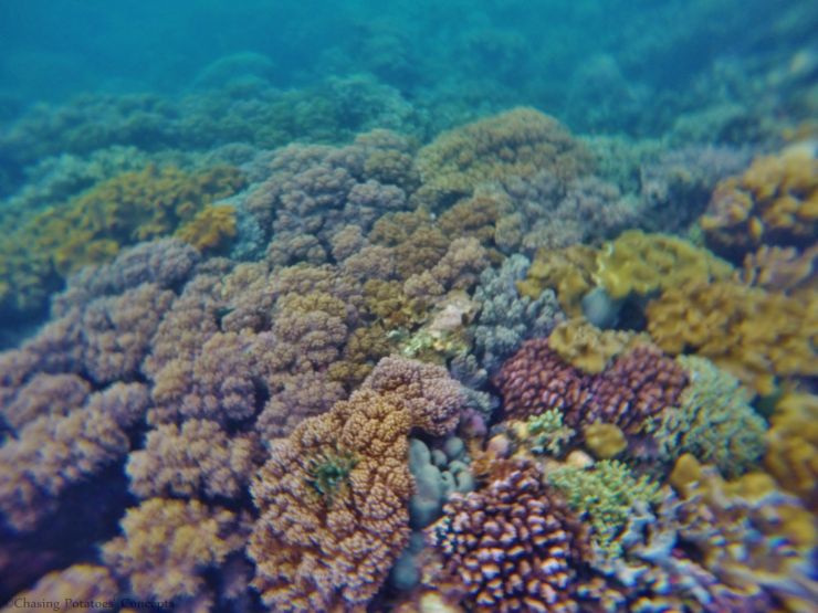 Hale Manna - So fluffy Corals :)