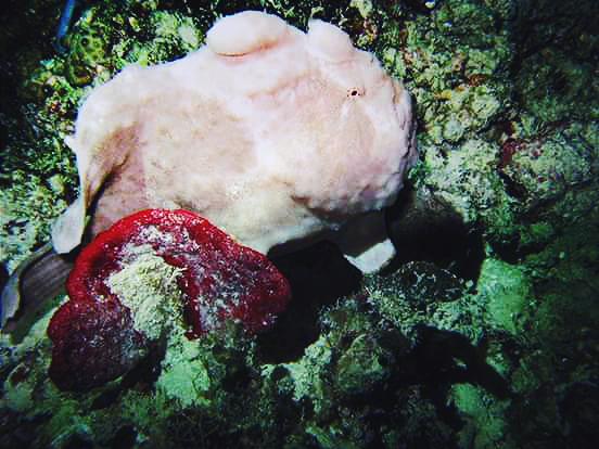 The Pursuit of Mr. Frog Fish