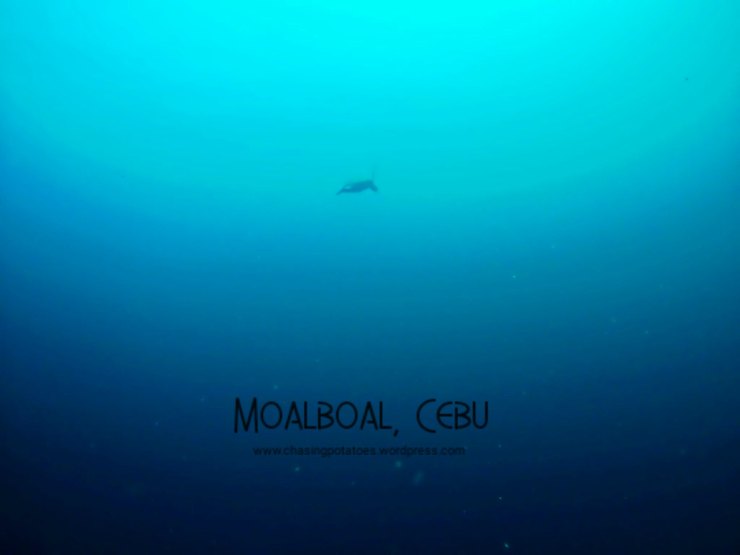 The Three Sites in Moalboal : Haven for Divers and Non Divers Alike