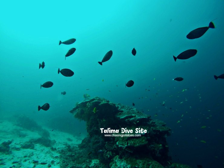 Talima and Tambuli Dive Sites