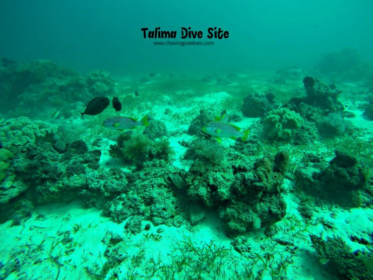 Talima and Tambuli Dive Sites